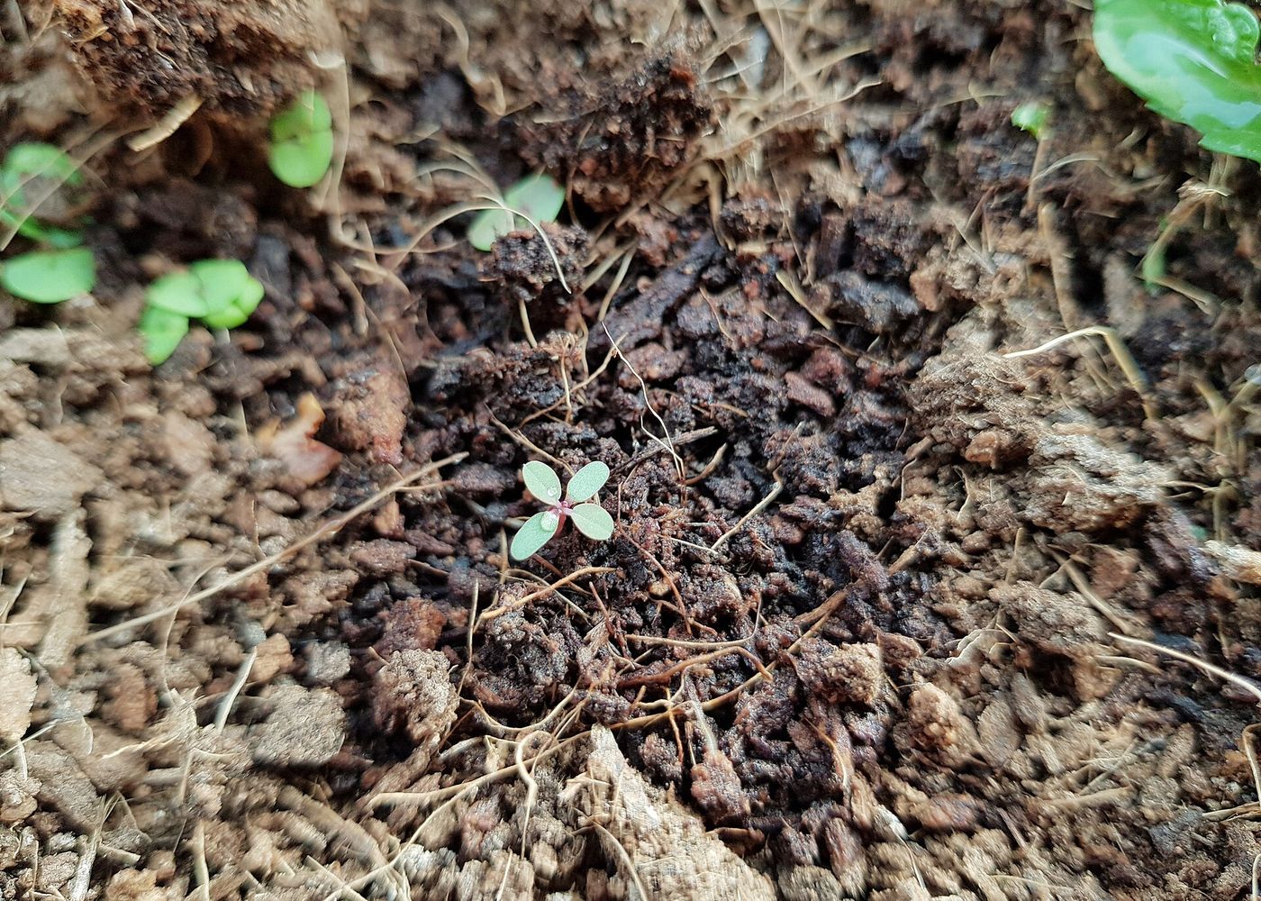 Torpaqdan çıxan kiçik cücərti